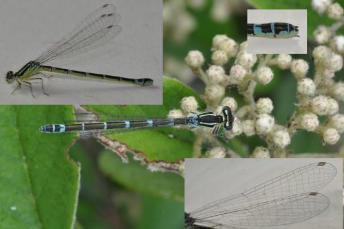 Coenagrion scitulum